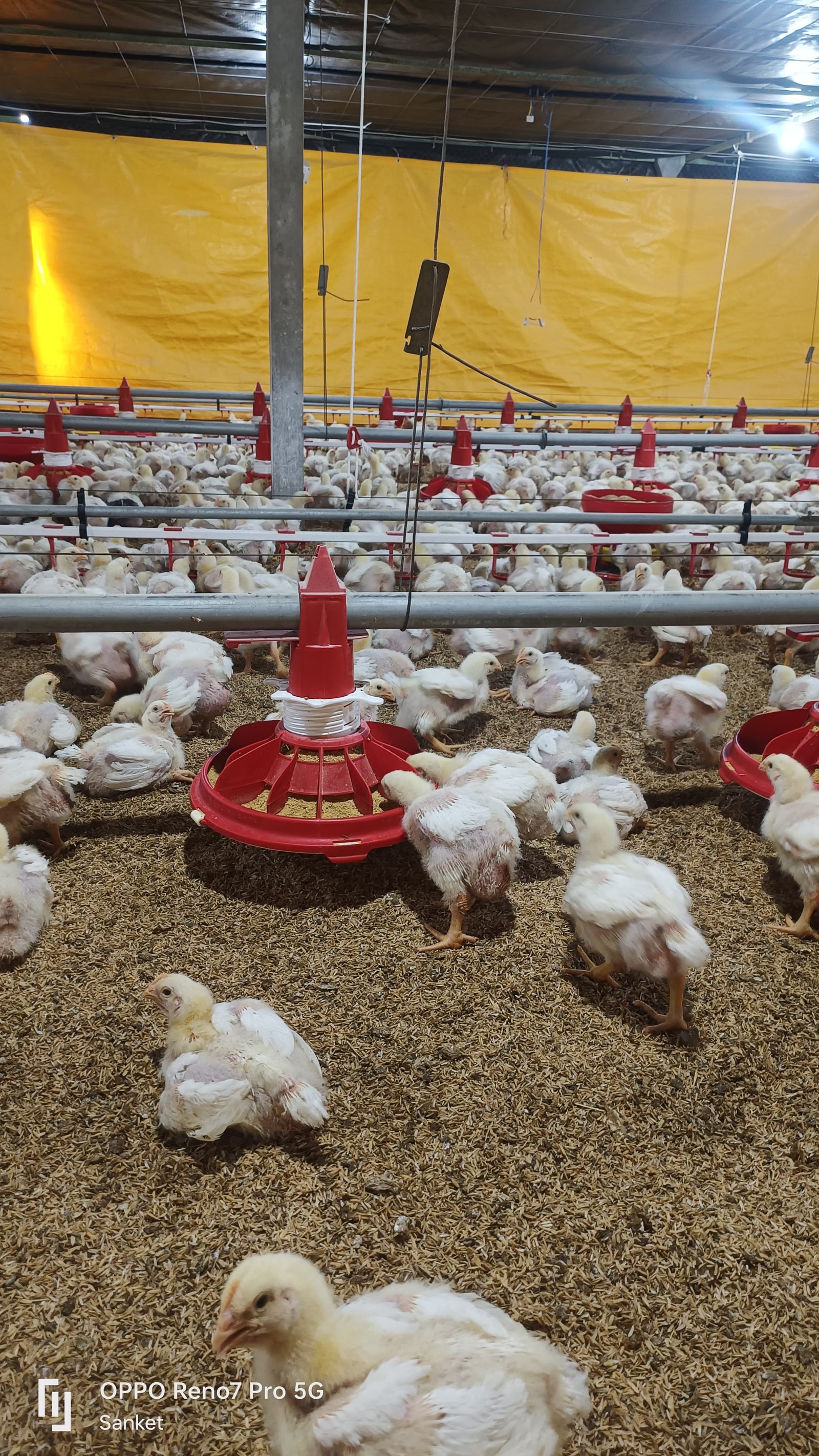 Automated Poultry Environment
